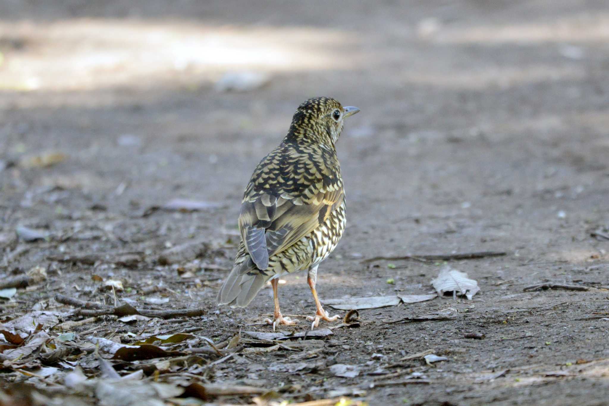 White's Thrush