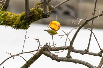 Warbling White-eye 石川県白山市 Wed, 2/6/2019