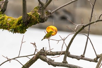 Warbling White-eye 石川県白山市 Wed, 2/6/2019