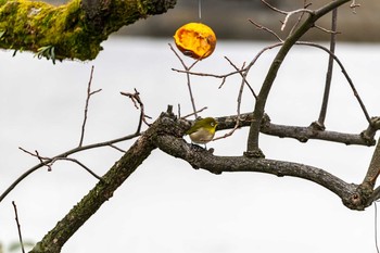 Warbling White-eye 石川県白山市 Wed, 2/6/2019