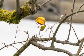 Warbling White-eye 石川県白山市 Wed, 2/6/2019