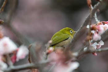 Warbling White-eye Shinjuku Gyoen National Garden Tue, 2/19/2019