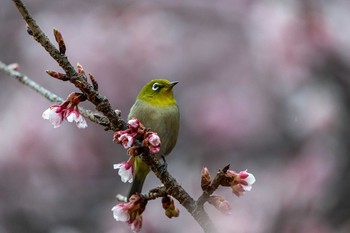 Warbling White-eye Shinjuku Gyoen National Garden Tue, 2/19/2019