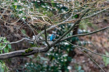 Common Kingfisher Kenrokuen Fri, 3/1/2019