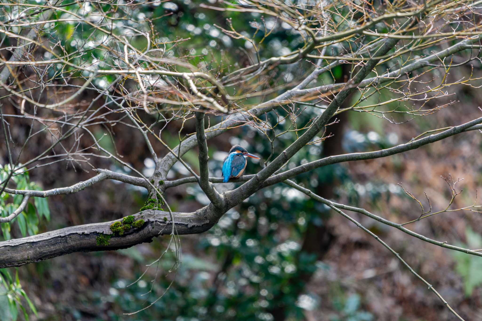 Photo of Common Kingfisher at Kenrokuen by 柏野 潔