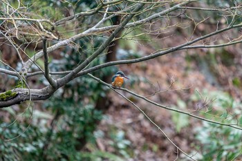 カワセミ 兼六園 2019年3月1日(金)