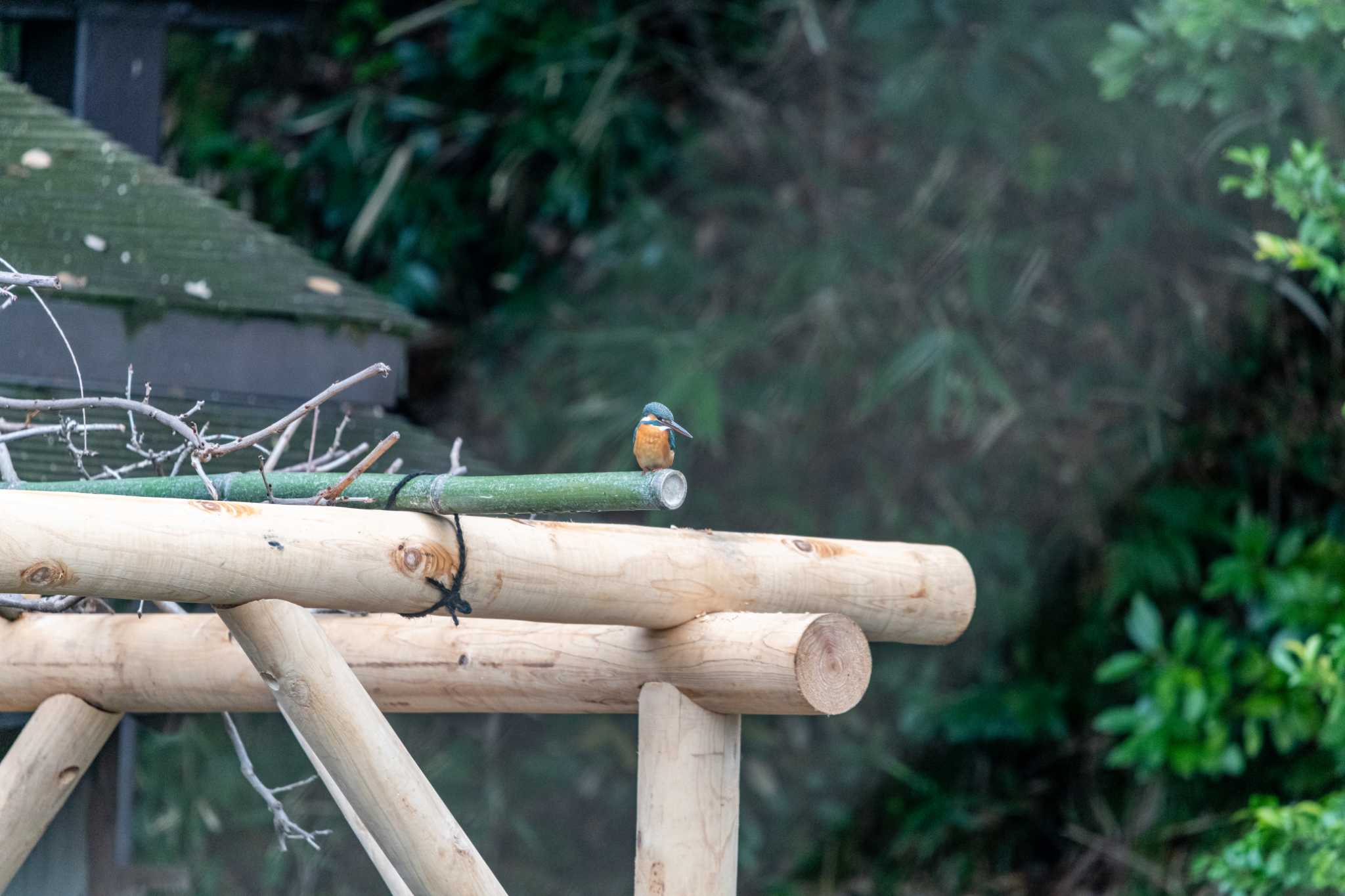 Photo of Common Kingfisher at Kenrokuen by 柏野 潔