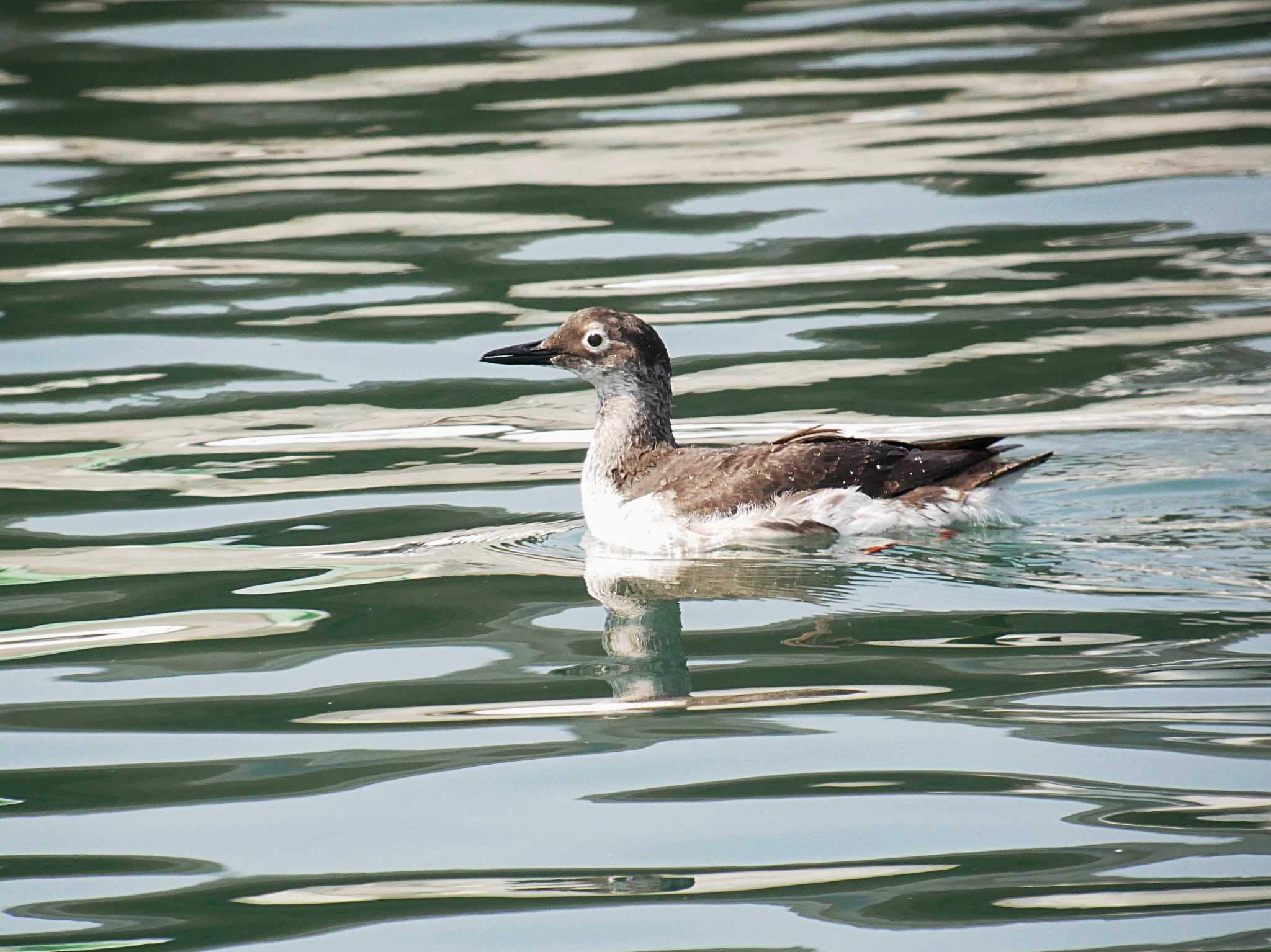 Photo of Spectacled Guillemot at 大洗 by のりさん