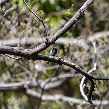 Japanese Tit 柿田川湧水公園 Wed, 3/27/2019