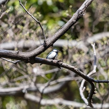 Japanese Tit 柿田川湧水公園 Wed, 3/27/2019