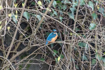 Common Kingfisher 石川県白山市 Thu, 4/11/2019