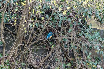 Common Kingfisher 石川県白山市 Thu, 4/11/2019