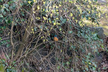 Common Kingfisher 石川県白山市 Thu, 4/11/2019