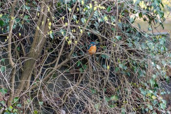 Common Kingfisher 石川県白山市 Thu, 4/11/2019