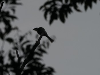 Ryukyu Minivet Unknown Spots Sat, 3/21/2020