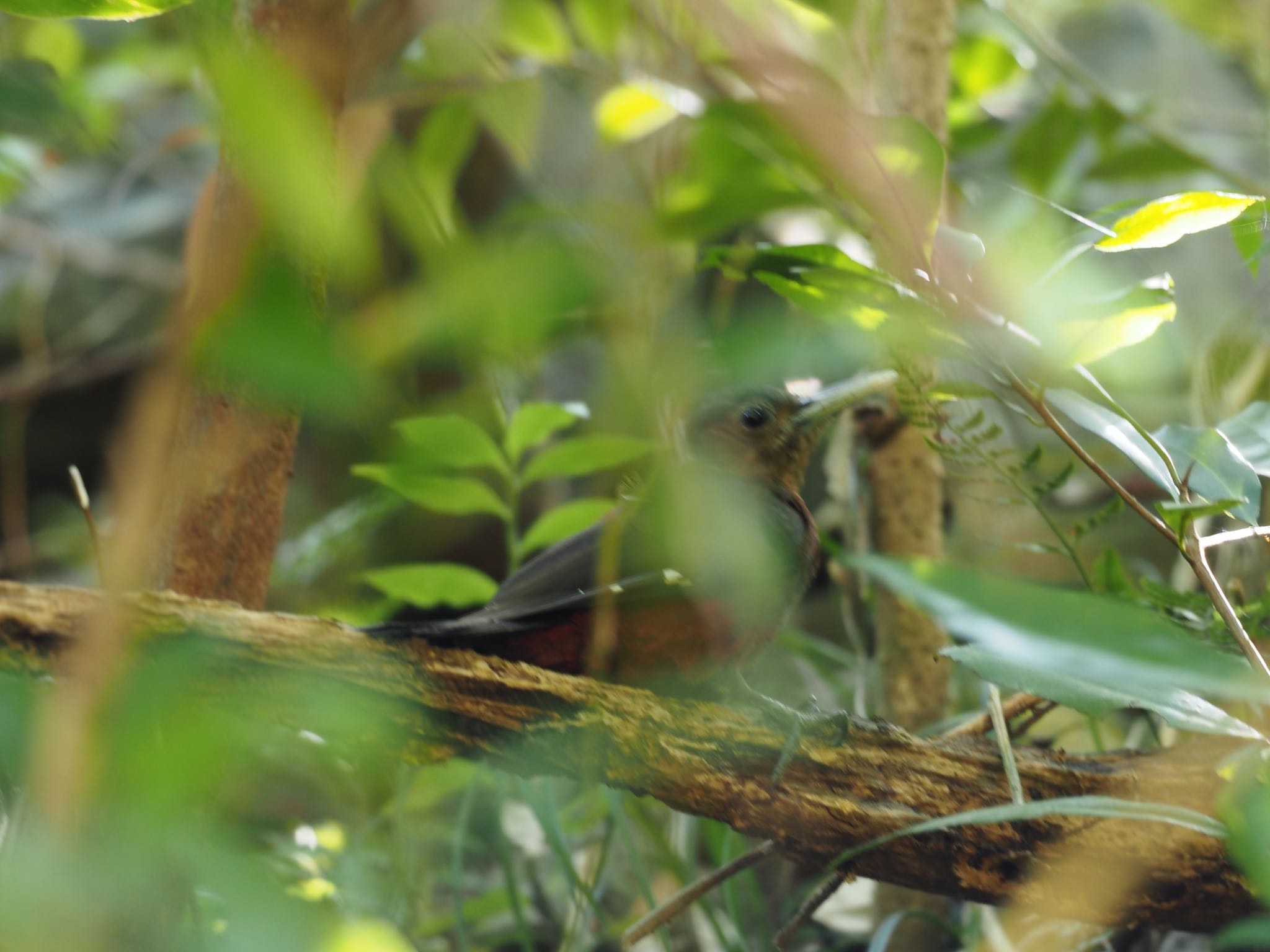 Photo of Okinawa Woodpecker at  by エナガ好き