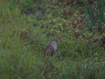 Cinnamon Bittern Unknown Spots Thu, 3/19/2020