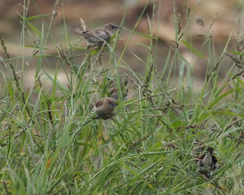 Scaly-breasted Munia Unknown Spots Wed, 3/18/2020