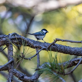 Japanese Tit 石川県白山市 Sat, 4/13/2019