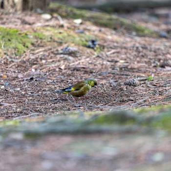 Masked Bunting 石川県白山市 Thu, 4/11/2019