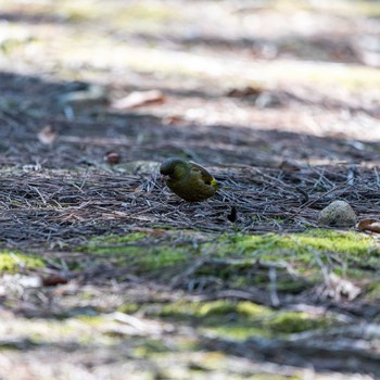 Masked Bunting 石川県白山市 Sat, 4/13/2019