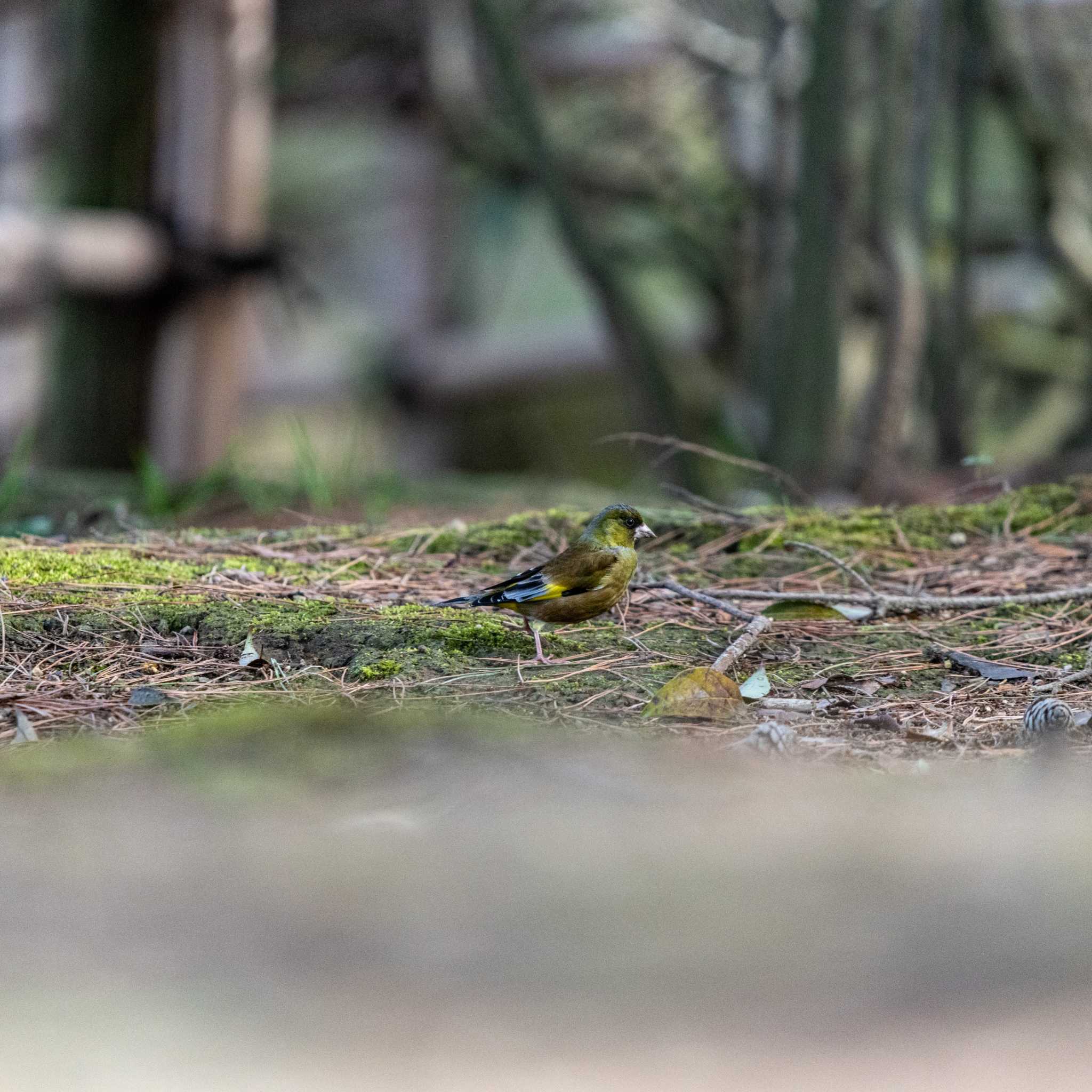 Photo of Masked Bunting at 石川県白山市 by 柏野 潔