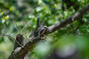 Bull-headed Shrike 石川県白山市 Wed, 5/8/2019