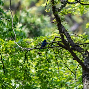 Blue-and-white Flycatcher 石川県白山市 Fri, 5/3/2019