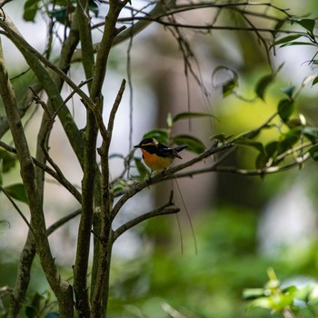 Narcissus Flycatcher 石川県白山市 Fri, 5/3/2019