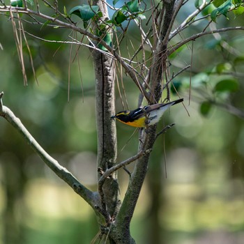 Narcissus Flycatcher 石川県白山市 Fri, 5/3/2019