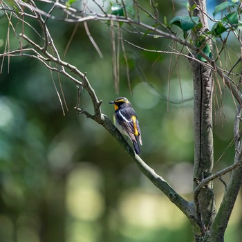 Narcissus Flycatcher 石川県白山市 Fri, 5/3/2019