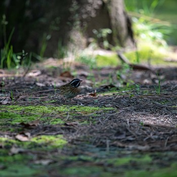 Tristram's Bunting 石川県白山市 Fri, 5/3/2019