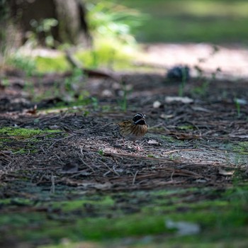 Tristram's Bunting 石川県白山市 Fri, 5/3/2019