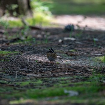 Tristram's Bunting 石川県白山市 Fri, 5/3/2019