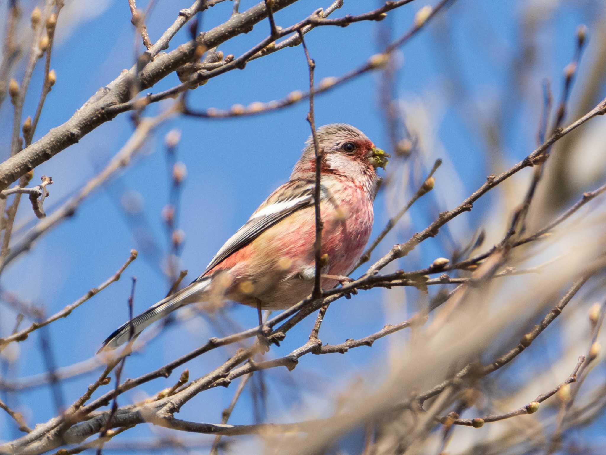 Photo of Siberian Long-tailed Rosefinch at 芝川第一調節池(芝川貯水池) by ryokawameister