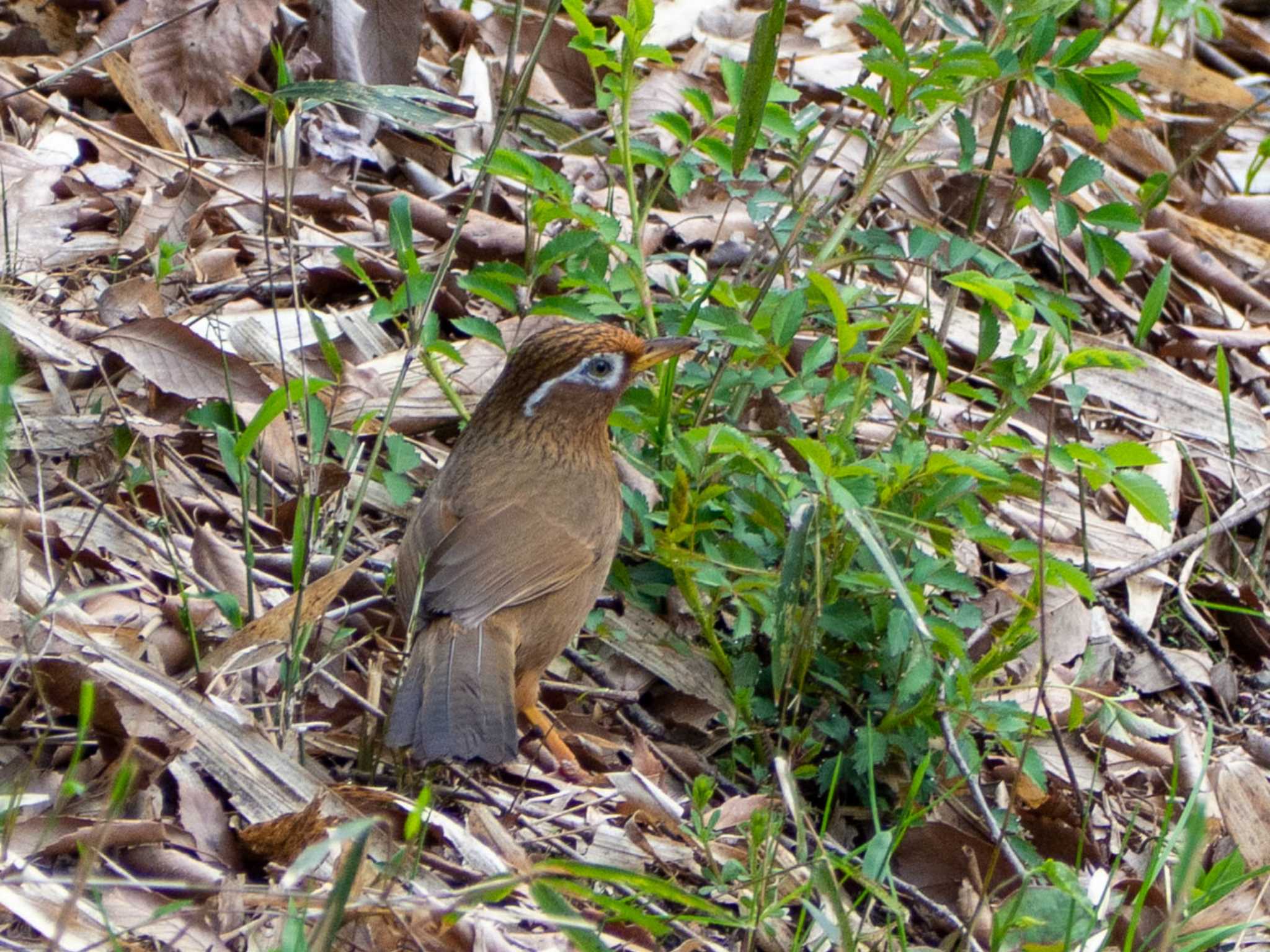 舞岡公園 ガビチョウの写真 by Tosh@Bird