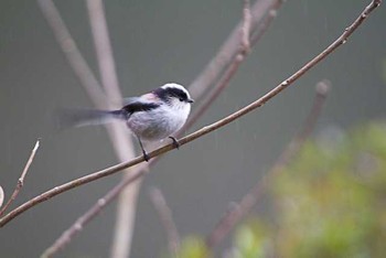 エナガ 明治神宮 2016年3月6日(日)