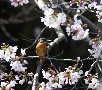 カワセミ 東京都 2020年3月25日(水)