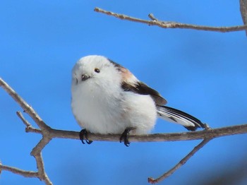 シマエナガ 野幌森林公園 2020年3月15日(日)