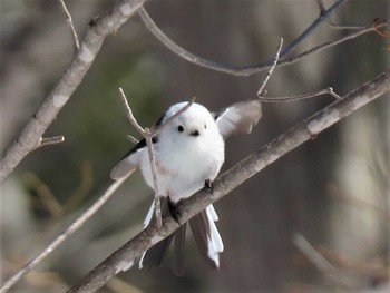 野幌森林公園の野鳥情報 | ZooPicker