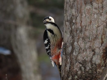 野幌森林公園の野鳥情報 バードウォッチングならzoopicker