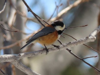 2020年3月15日(日) 野幌森林公園の野鳥観察記録