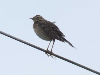 Richard's Pipit Yoron Island Sat, 3/28/2020