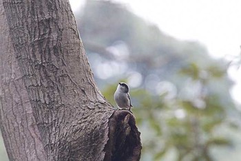 エナガ 明治神宮 2016年3月6日(日)