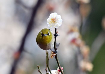 メジロ 野川公園 2017年2月20日(月)