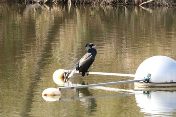 カワウ 二ツ池公園 2020年3月17日(火)