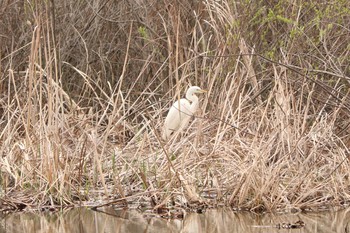 ダイサギ 二ツ池公園 2020年3月17日(火)