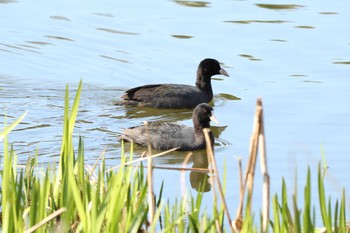 オオバン 二ツ池公園 2020年3月17日(火)