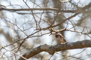 2020年3月28日(土) 登米市平筒沼いこいの森の野鳥観察記録