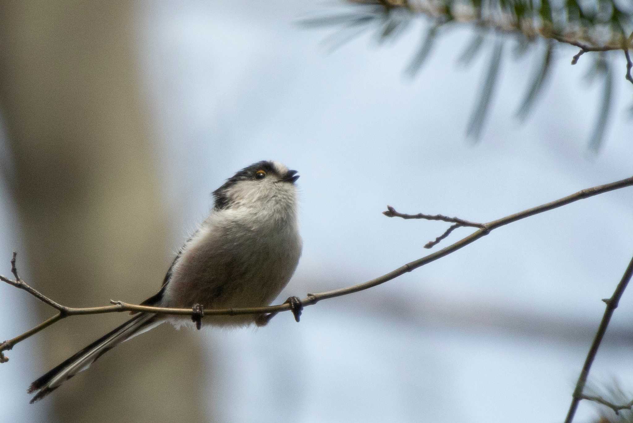 Photo of Long-tailed Tit at 登米市平筒沼いこいの森 by かつきち